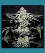 Raw Cookies strain photo