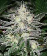 Chem D strain photo