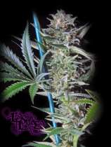 Big Skunk strain photo