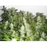 Platinum Banana OG Kush S1 strain photo
