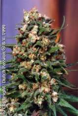 Skunk #11 strain photo