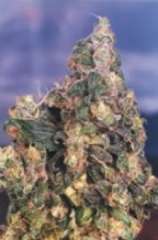Original Flo strain photo
