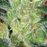 Cheese strain photo