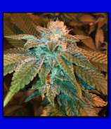 Stardawg UCBW strain photo