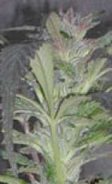 Satura Sativa strain photo