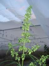 Zambia strain photo