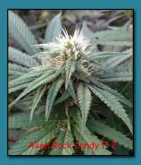 Alien Rock Candy strain photo