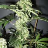 Black Bear Kush strain photo