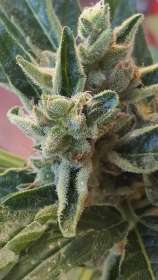 Banana Zkittlez Auto strain photo