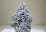 God's Gift strain photo