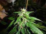Nitrous Northern Lights strain photo