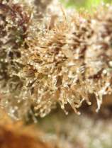 DeepKush strain photo
