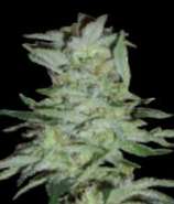 High Tension strain photo