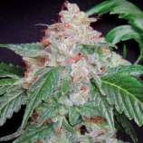 StarKush strain photo