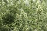 Golden Haze strain photo