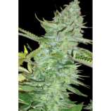 Skunk Afghani strain photo