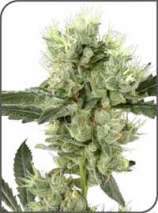 White Haze strain photo