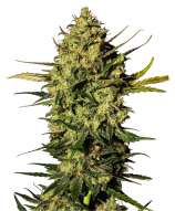 Master Kush Automatic strain photo
