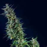 Kama Kush CBD strain photo