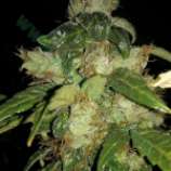 Bulk Seed Bank - Dubai Poison strain photo