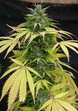 Dr. Greenthumb - Big Laughing strain photo