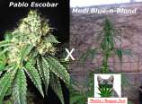 Medi Escobar strain photo
