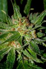 Top 69 strain photo