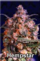 Hempstar strain photo