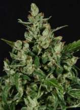 Auto Widow strain photo