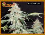 Pickled Diesel strain photo