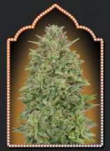 00 Skunk strain photo