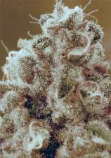 Absolute Herer strain photo