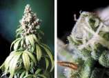 Double Kush strain photo