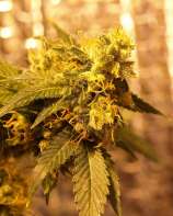 Tres Sister strain photo