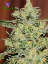 True Gold OG strain photo