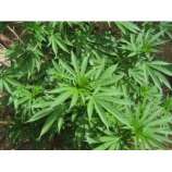 La Roja strain photo