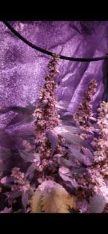 Cantucci strain photo