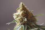 Andalucía Seeds - Guatemala Pot strain photo