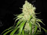 Fire Alien Strawberry strain photo