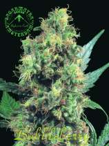 Bubbleberry strain photo