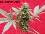 Colombian Jack strain photo