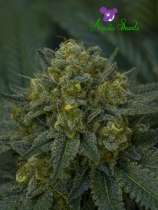 Auto Blackberry Moonrocks strain photo