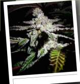 Sin City Seeds - Platinum Delights strain photo