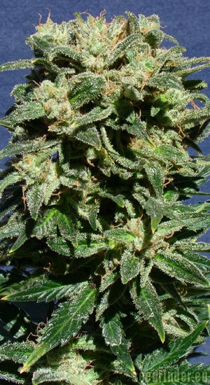 La Blanca Automática strain photo