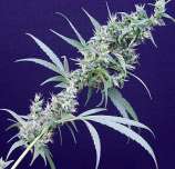 Neville's Haze x Mango strain photo