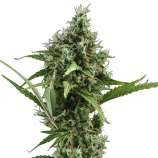Auto Amnesia strain photo