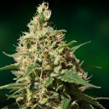 Peppermint Kush strain photo