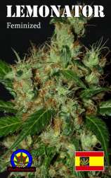Lemonator strain photo