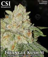 Triangle Kush strain photo
