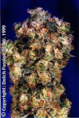 Oasis strain photo